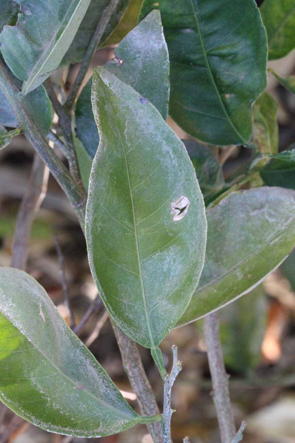              Unifoliolate leaf (Riverside, CA)       